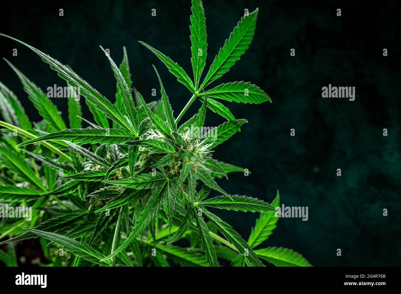 Planta de marihuana, casi lista para la cosecha, sobre un fondo oscuro con un lugar para el texto. Flores de cannabis con estigmas amarillos y hojas verdes Foto de stock