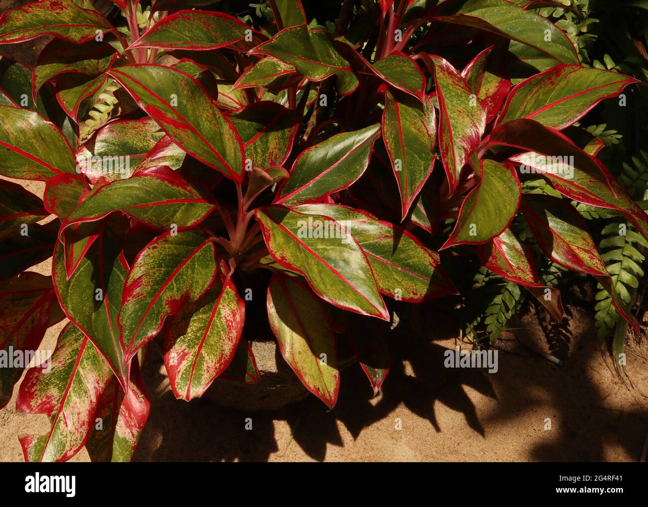 Vista aérea de una planta ornamental frondosa y colorida en el jardín de la casa Foto de stock