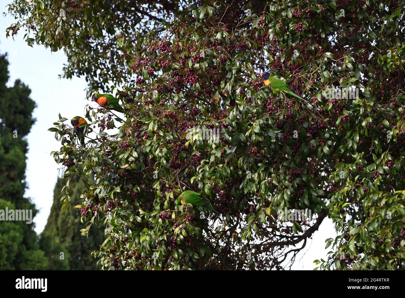 Cuatro loros arcoiris en un árbol lleno de bayas Foto de stock