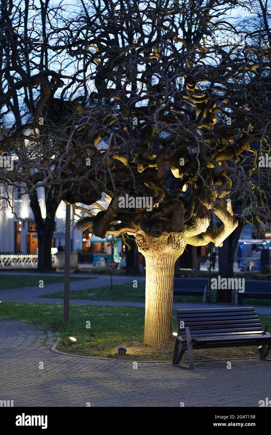 árbol por la noche en el parque Foto de stock
