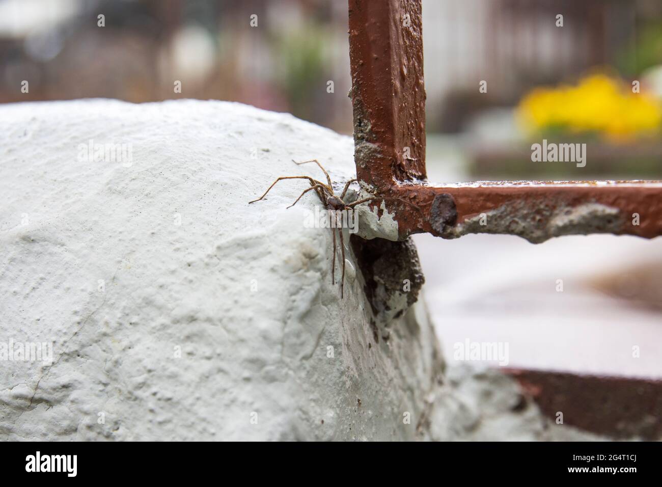 araña de patas largas arrastrándose en la pared del jardín después de la lluvia. Foto de stock