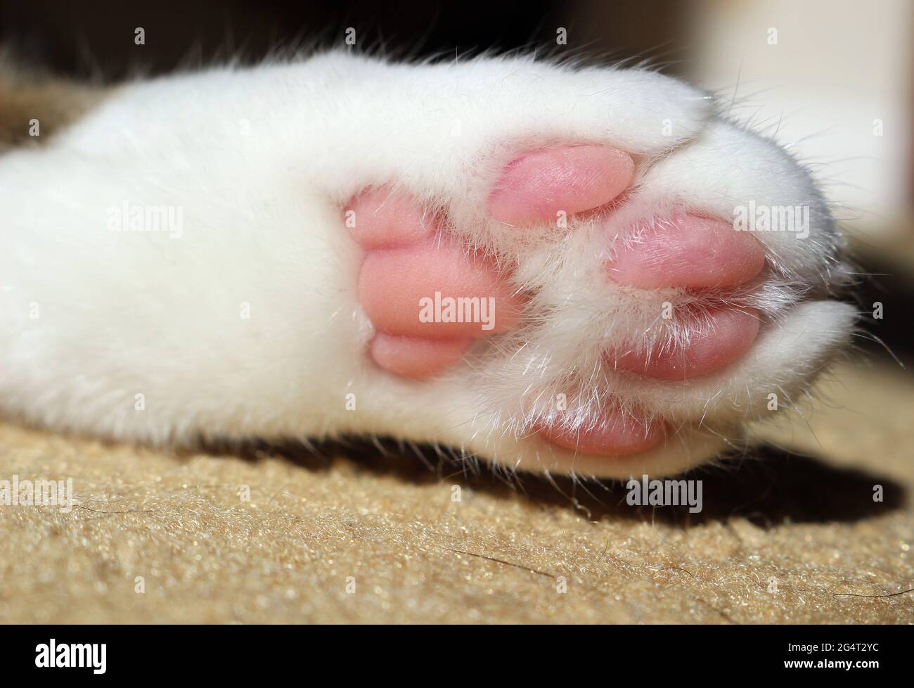 lindo gato blanco pata de cerca Foto de stock