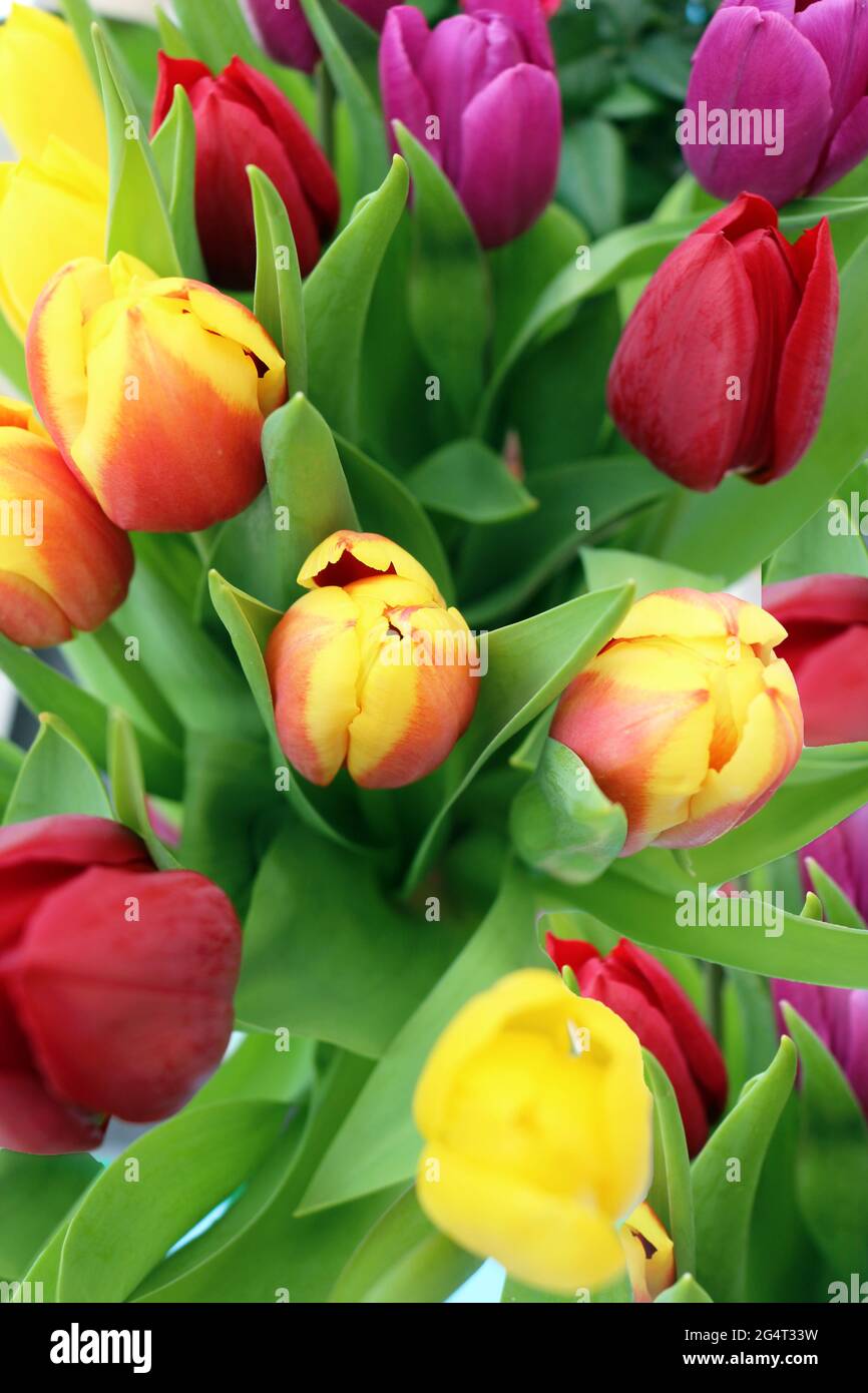 Un montón de tulipanes rojos y amarillos Foto de stock
