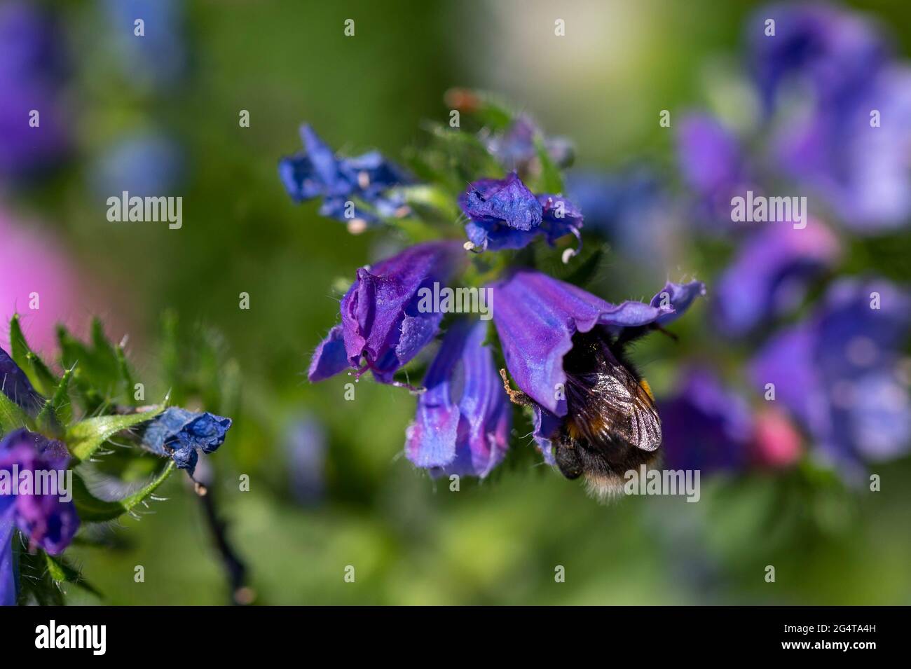 Macro imagen de una abeja recolectando polen de las flores silvestres púrpura en un jardín de campo en Norfolk Foto de stock