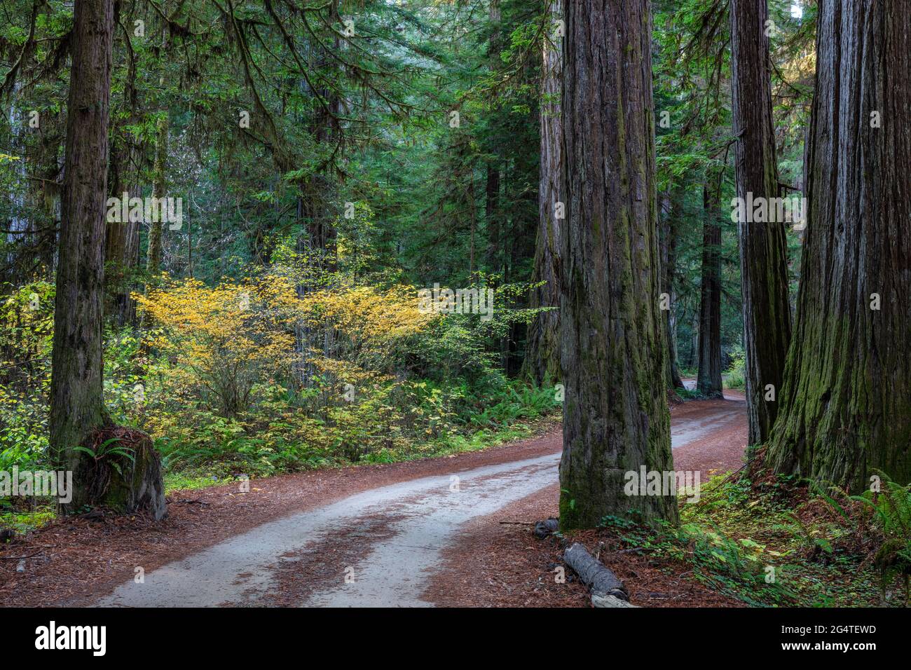 Bosque de secoyas a lo largo de Howland Hill Road, Jedediah Smith Redwoods State Park, California Foto de stock