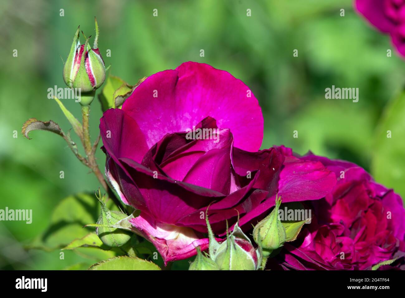 Flores aterciopeladas fotografías e imágenes de alta resolución - Alamy Flores aterciopeladas fotografías e imágenes de alta resolución - Alamy