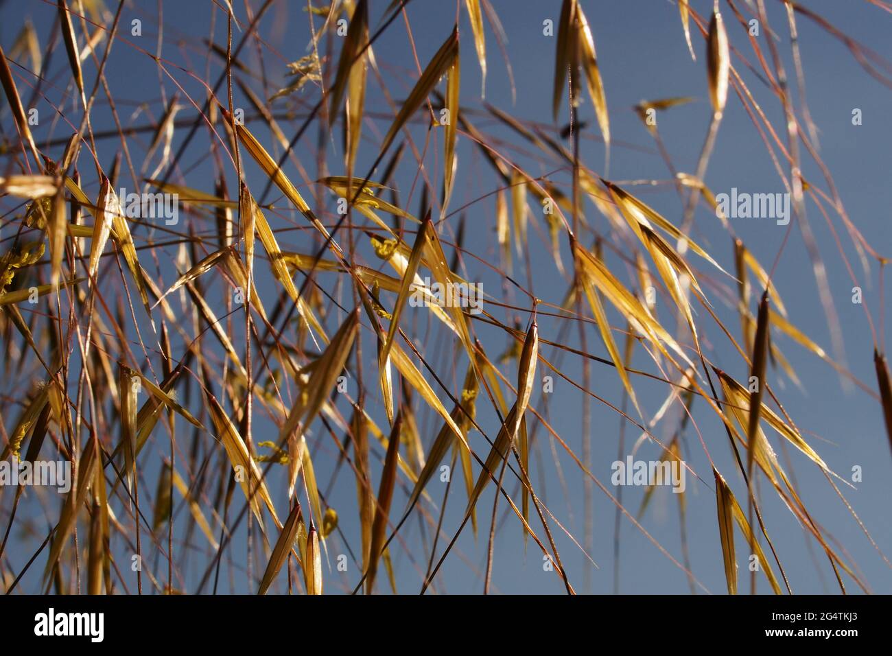 Un primer plano de hierba de aguja contra un cielo azul profundo Foto de stock