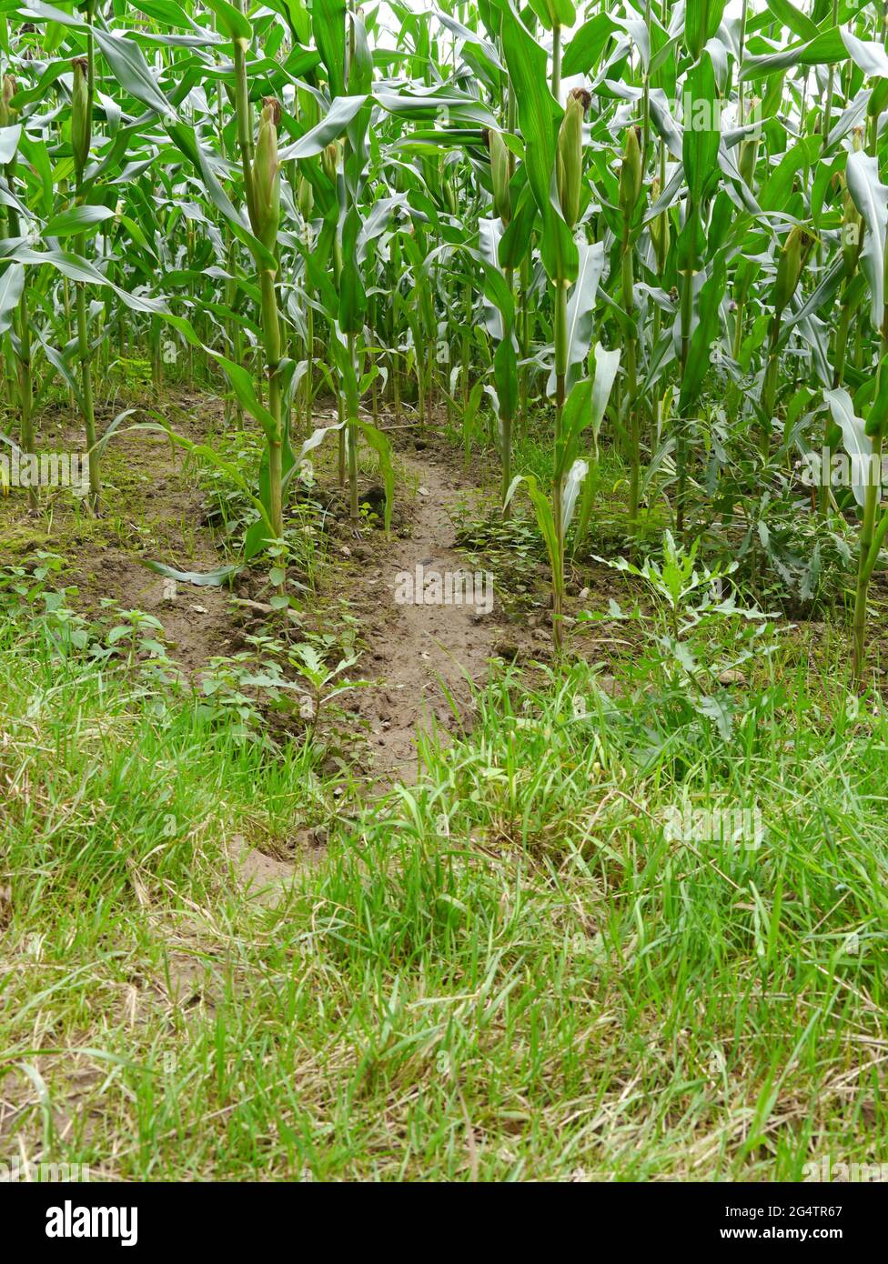 campo de maíz pisoteado por jabalí Foto de stock