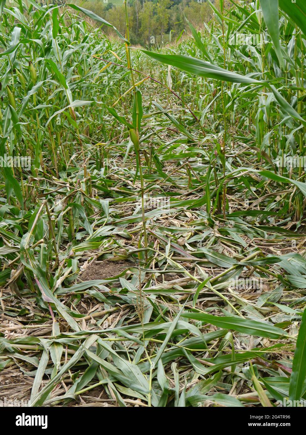 campo de maíz pisoteado por jabalí Foto de stock