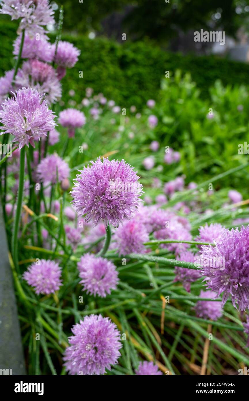 Colección botánica, flor violeta de plantas comestibles, medicinales,  ornamentales de jardín Alllium, cebolleta Fotografía de stock - Alamy