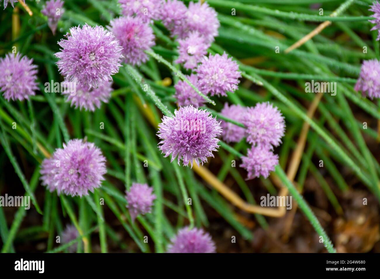 Colección botánica, flor violeta de plantas comestibles, medicinales,  ornamentales de jardín Alllium, cebolleta Fotografía de stock - Alamy