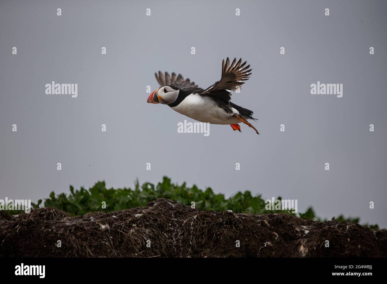 Puffin Atlántico Fratercula arctica llegando a tierra en la isla de Farne Interior durante la temporada de cría en Northumberland, Inglaterra Reino Unido Foto de stock