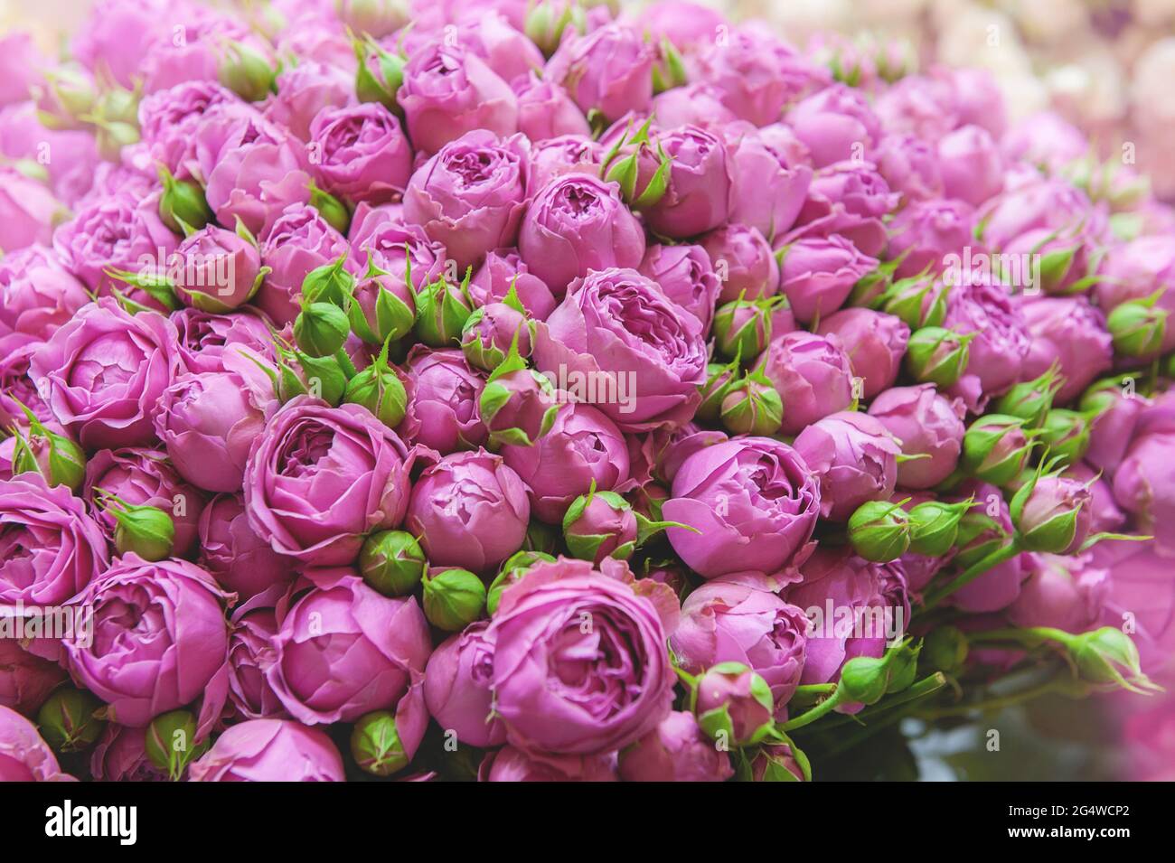 Delicadas rosas lilas. Ramo romántico de hermosas flores lilas grandes.  Fondo natural de rosas peonías Fotografía de stock - Alamy