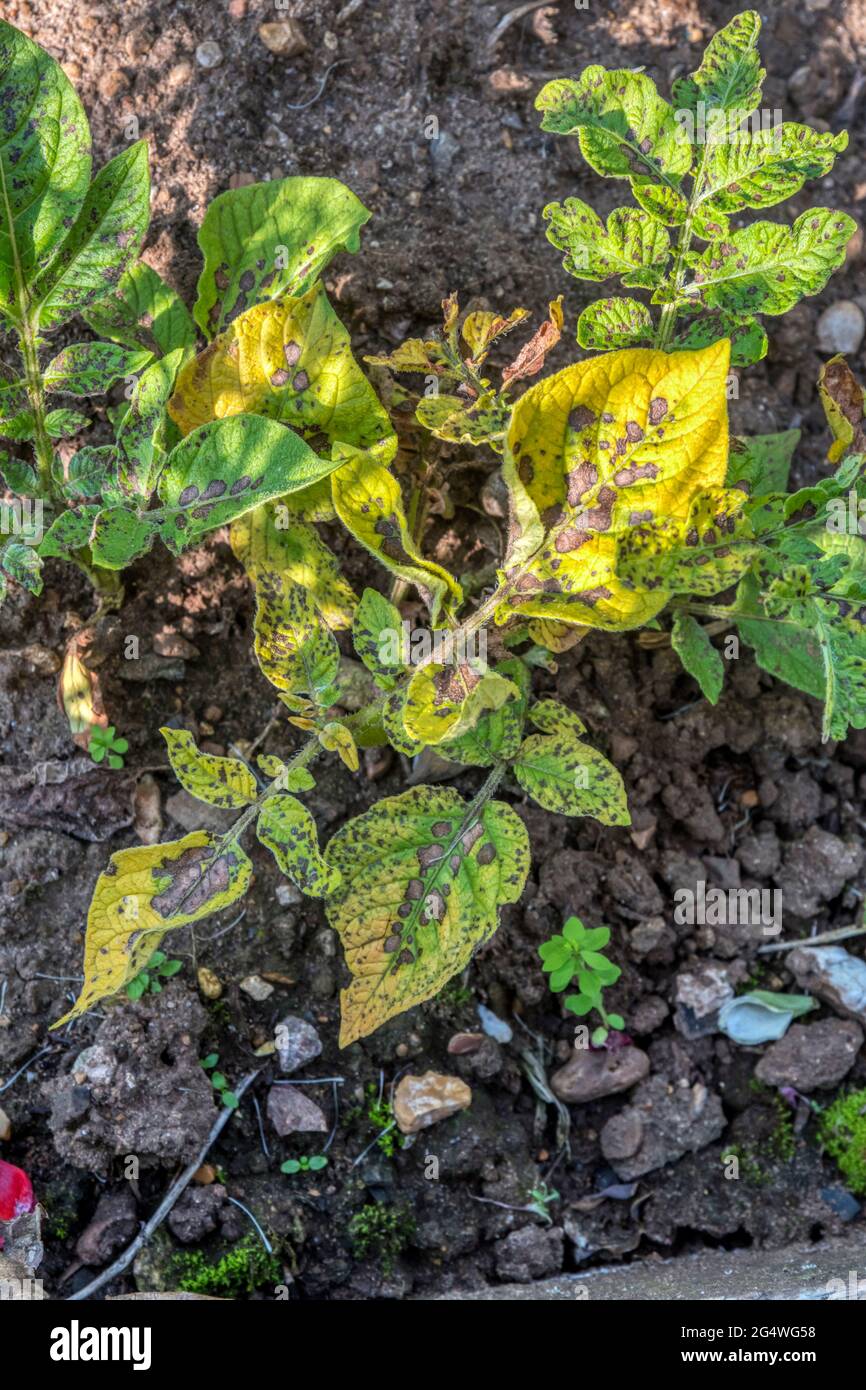 Manchas marrones en las hojas de la planta de papa Vivaldi afectadas por el tizón temprano. Foto de stock