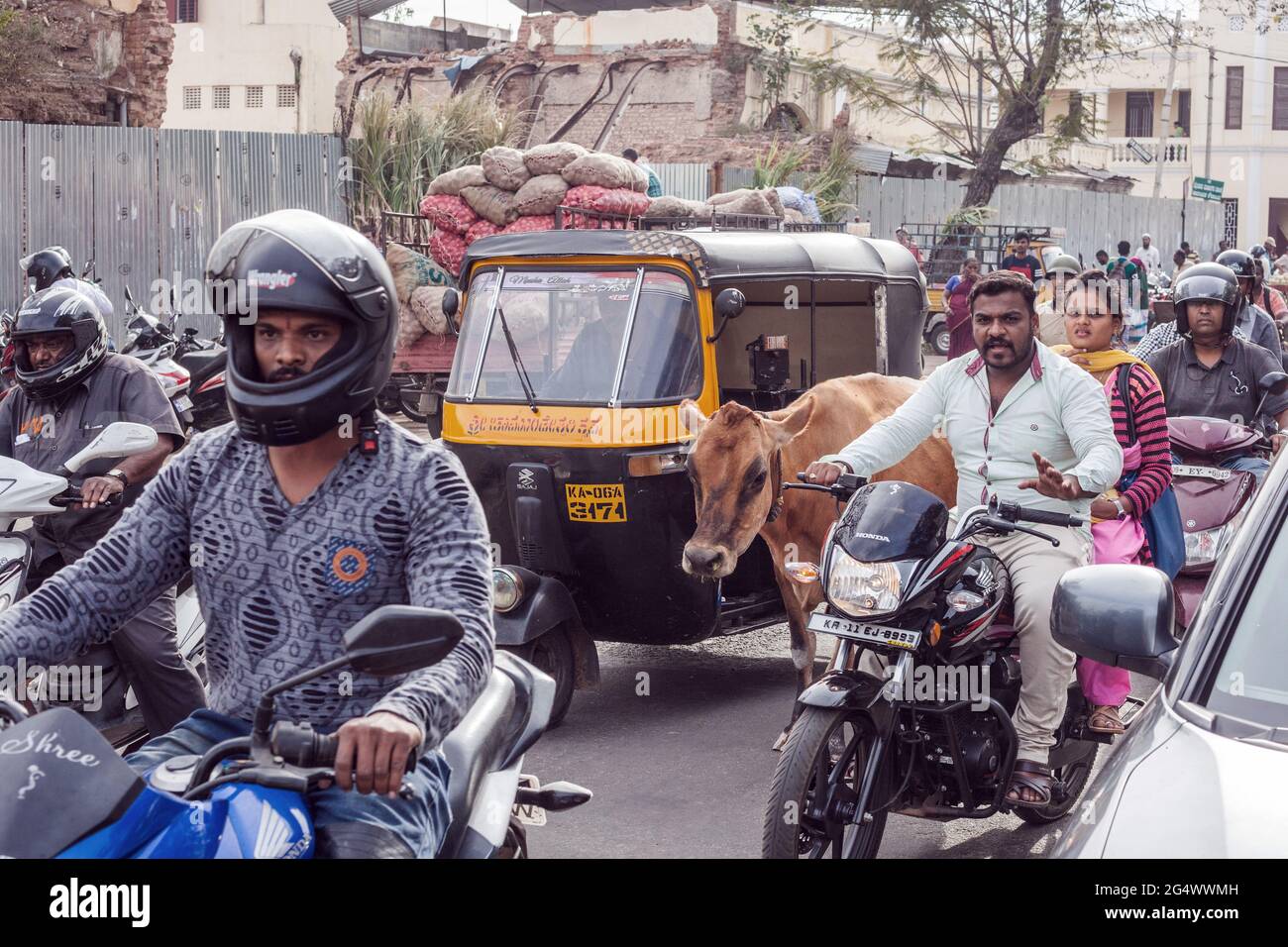 Vaca sagrada caminando a lo largo de la carretera como parte del