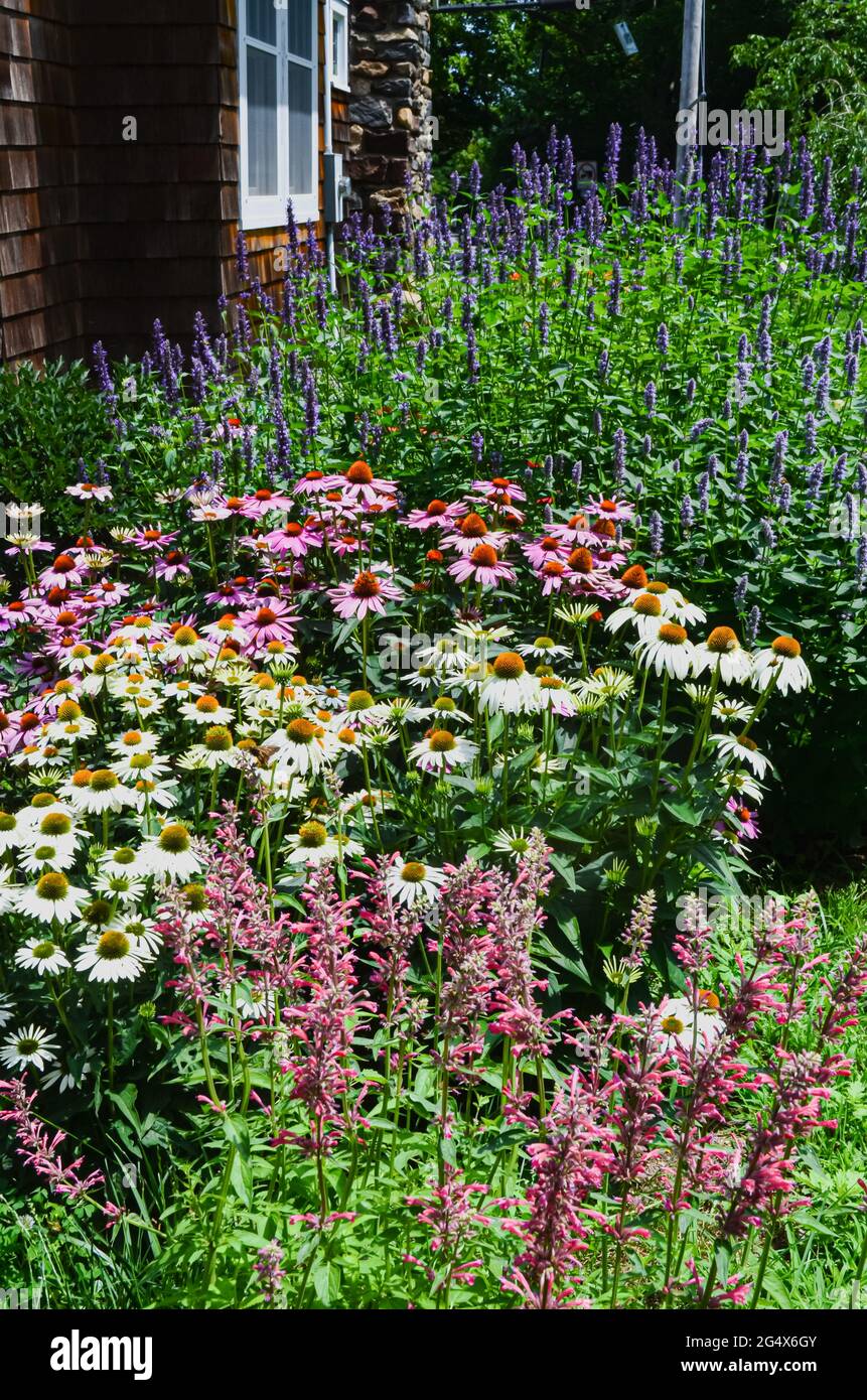 Un jardín de patio trasero diseñado para atraer polinizadores como abejas melíferas, mariposas, colibríes y otros polinizadores nativos. Foto de stock