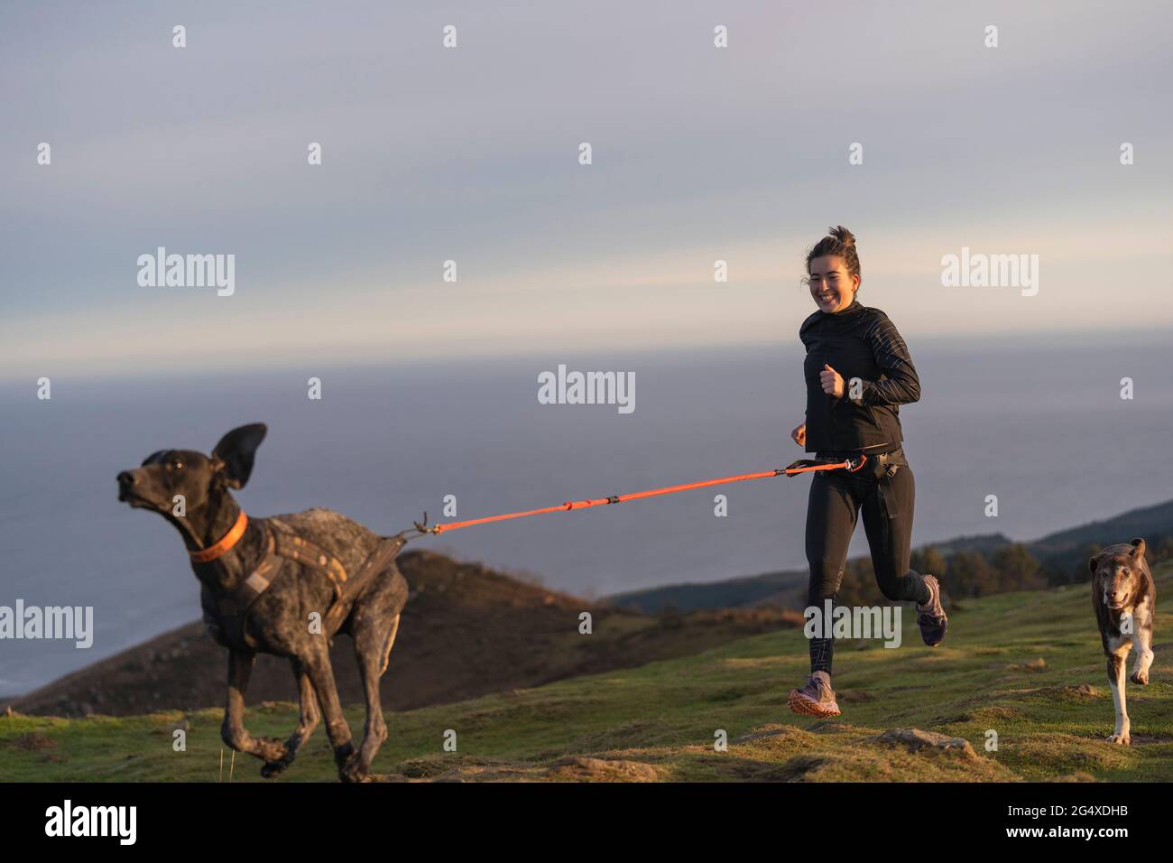 Mujer sonriente corriendo en estilo canicross con perros Foto de stock