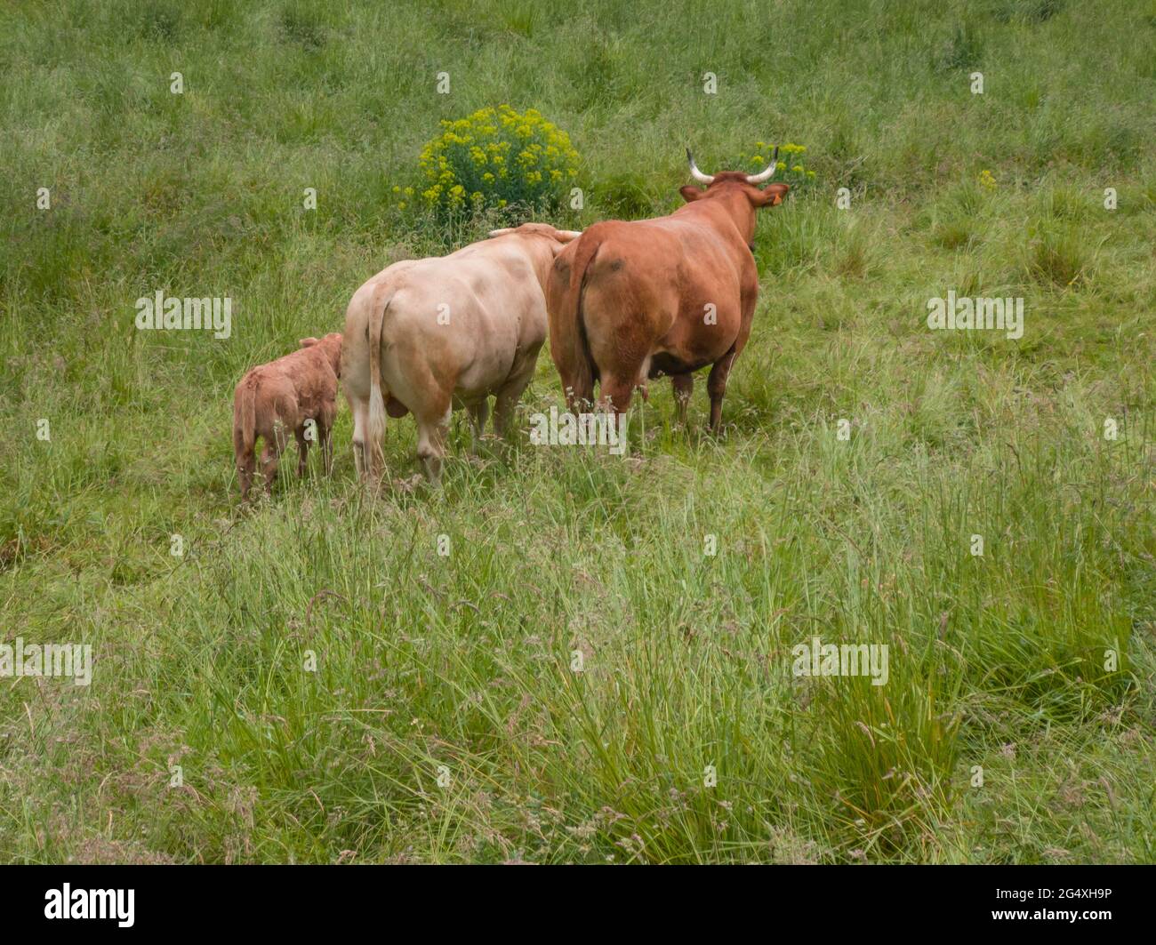 una familia de vacas pardas (toro, vaca, ternera) de la parte trasera en un prado verde Foto de stock