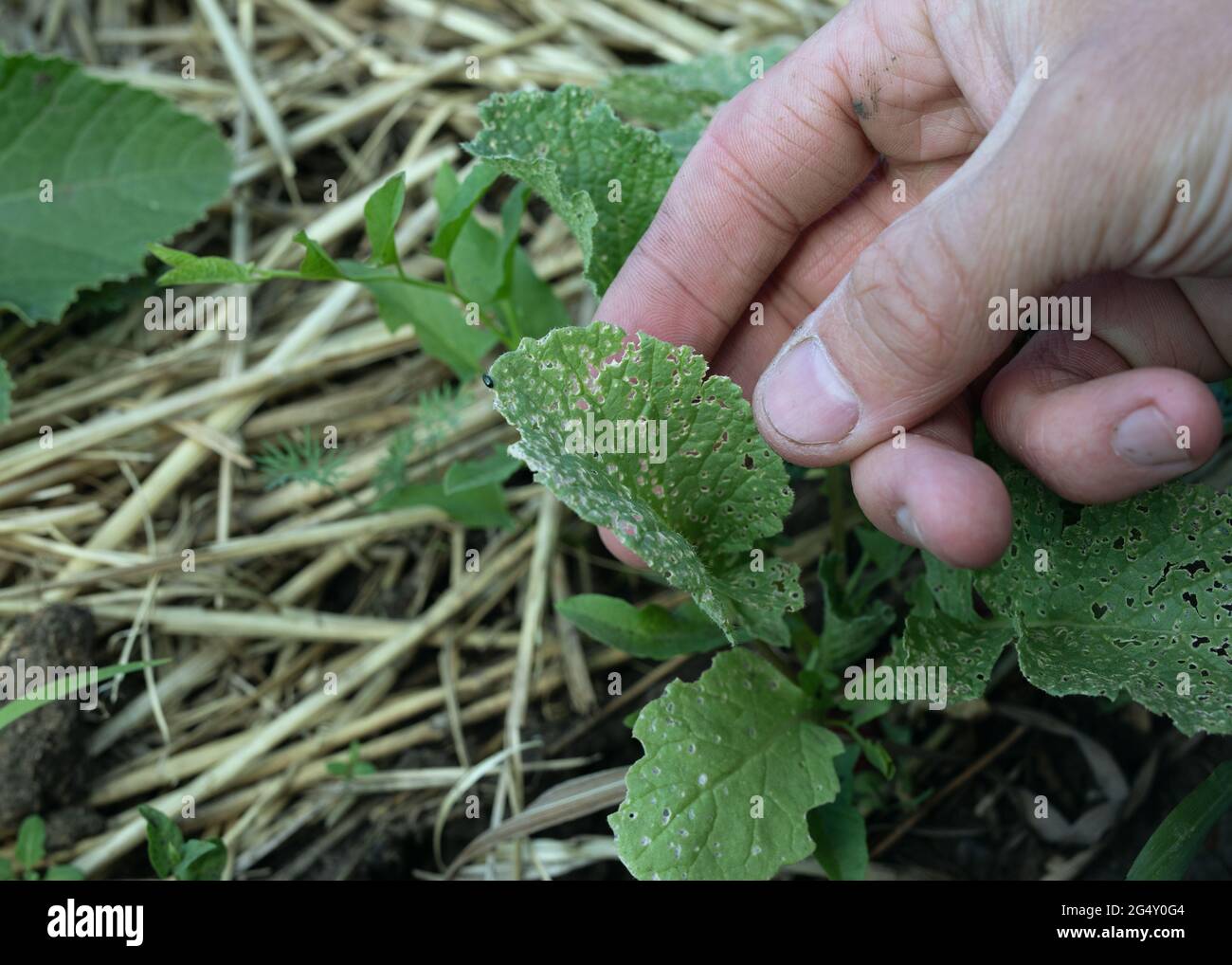 El escarabajo de la hoja de Chrysomelidae come hojas verdes del rábano,  dañando la agricultura. Pulga cruciferosa o Phyllotreta cruciferae  Fotografía de stock - Alamy