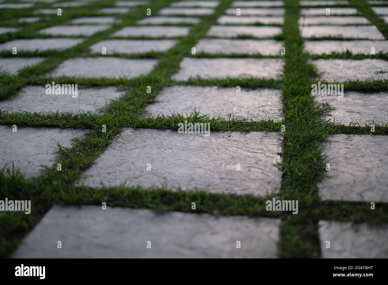 Las baldosas de concreto, dispuestas de forma ordenada, están inundadas de una hierba fresca Foto de stock