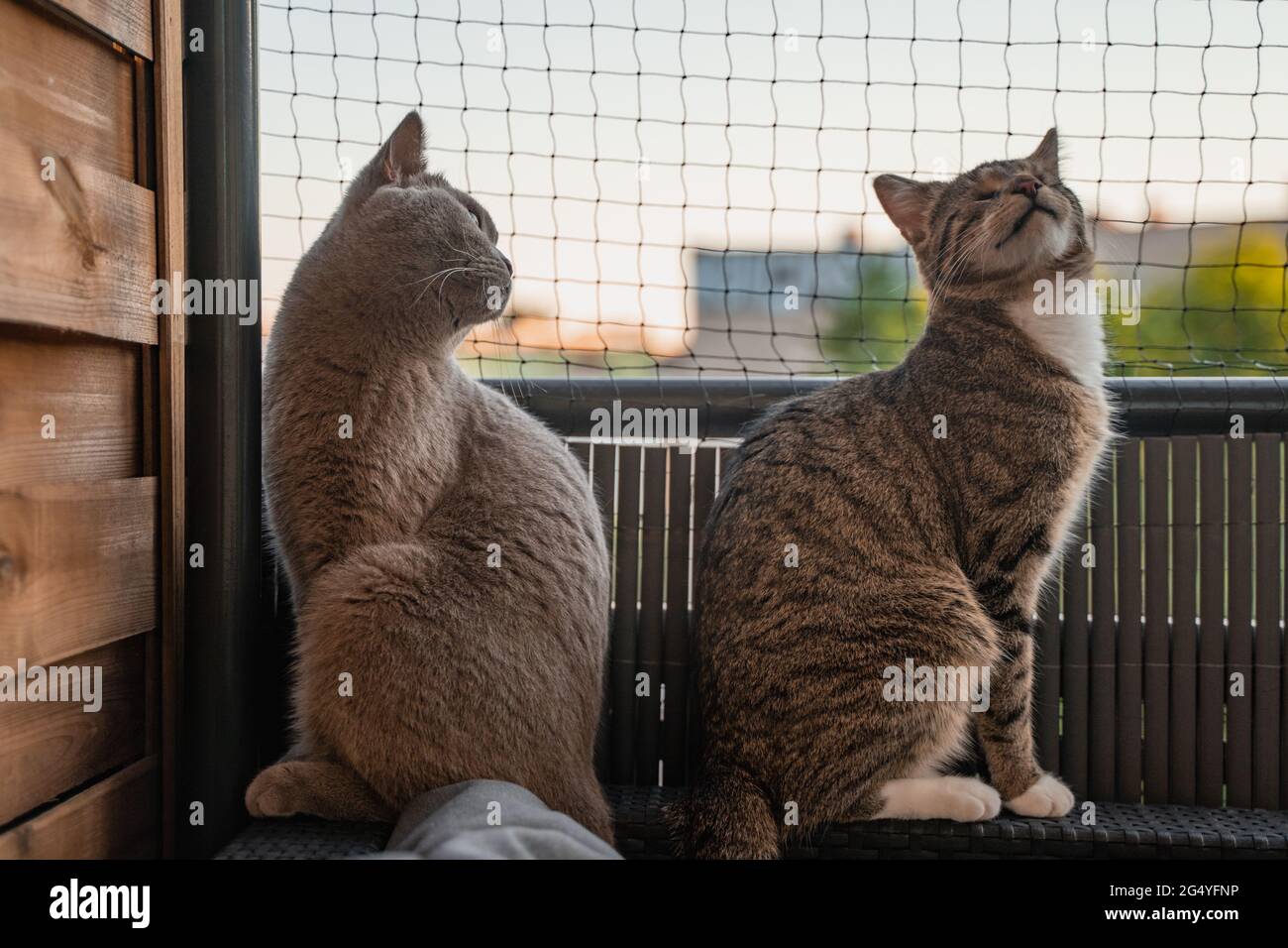 Dos gatos en el balcón frente a una red de gatos Fotografía de stock