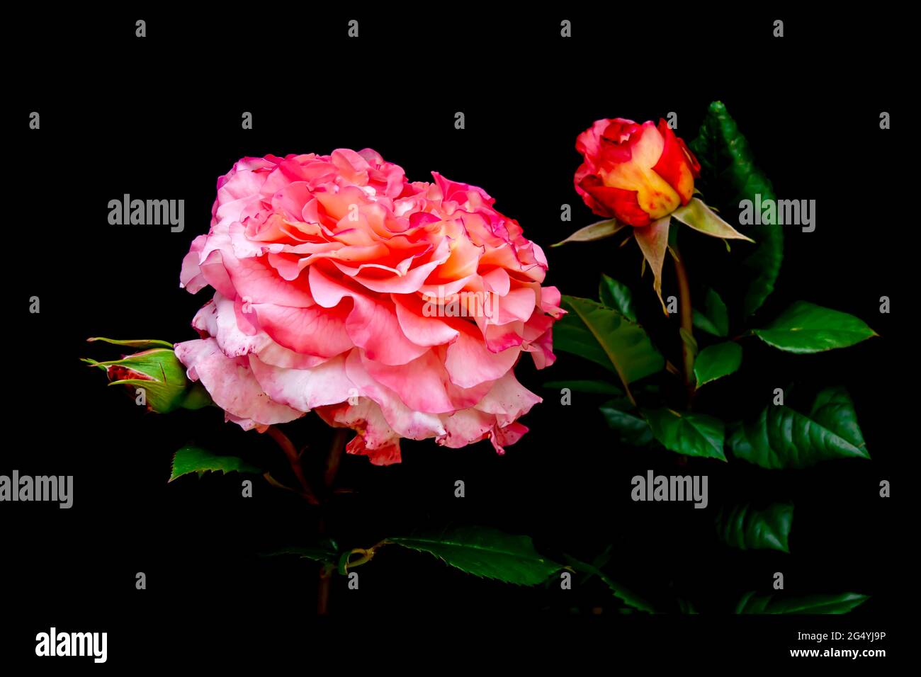 Arte Creativo Vintage bouquet de flores de rosas. Flores de rosas naturales  en flor. Fondo floral vegetal. Papel pintado de decoración natural  Fotografía de stock - Alamy