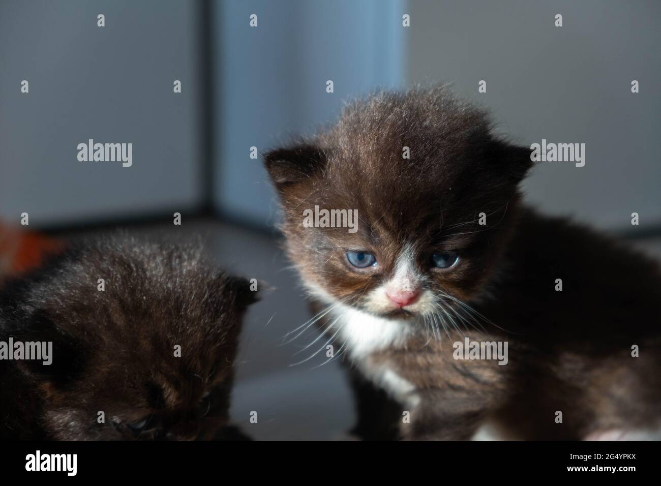 Un gato persa recién nacido negro Fotografía de stock - Alamy