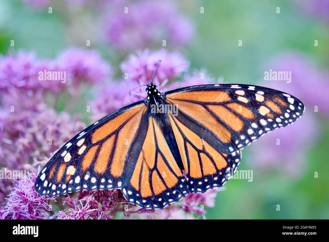 Vista superior de una mariposa monarca (Danaus plexippus) con alas abiertas y alimentación en las flores rosadas de Joe-Pye Weed (Eupatorium purpureum). Espacio de copia. Foto de stock