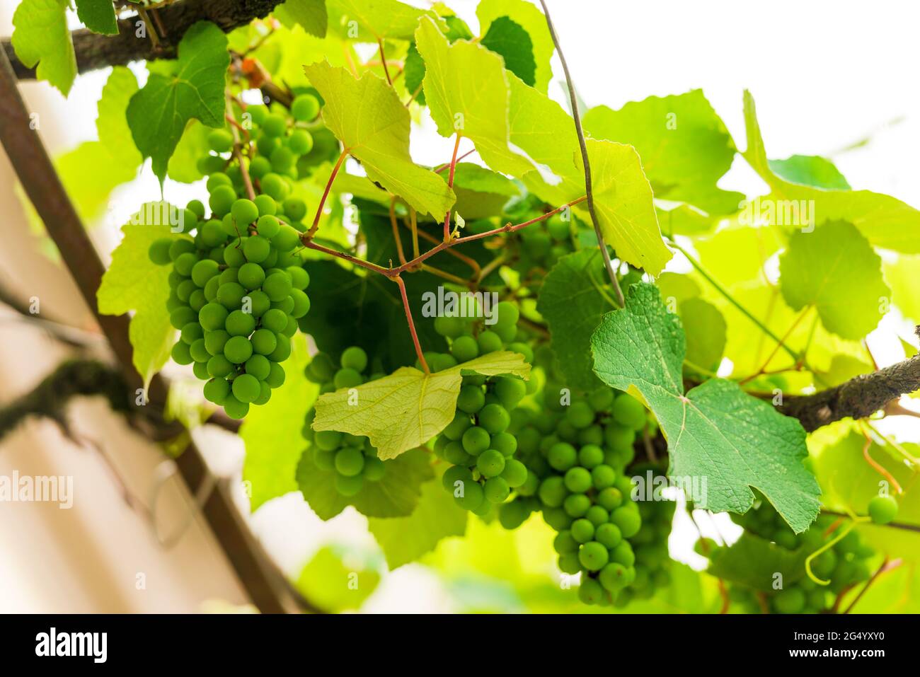 rama con pequeñas bayas verdes inmaduras de las uvas Foto de stock