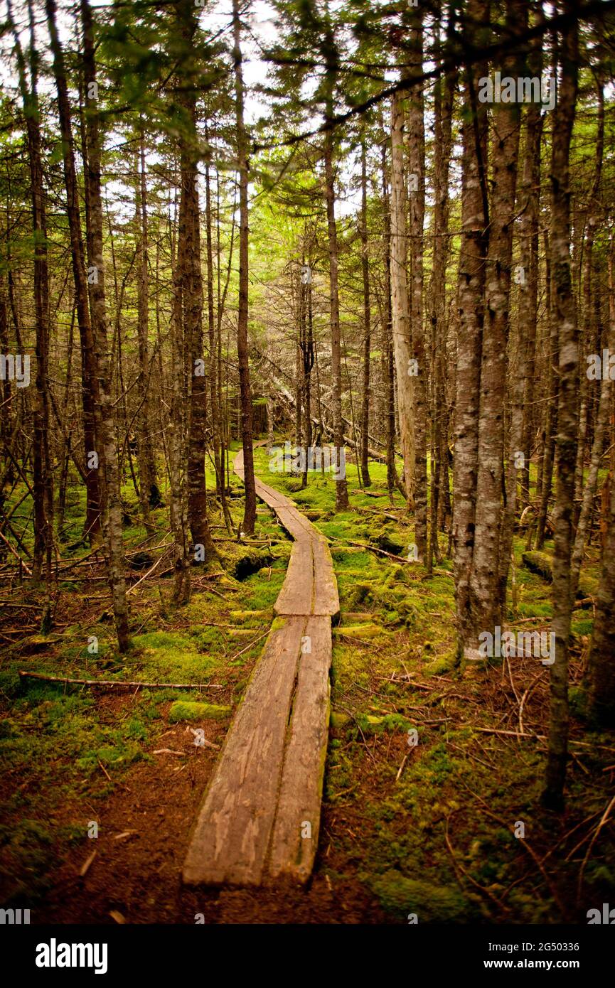 Sendero Plank a lo largo de Inland Trail, Cutler Coast Public Land, Bold Coast Trail, Cutler