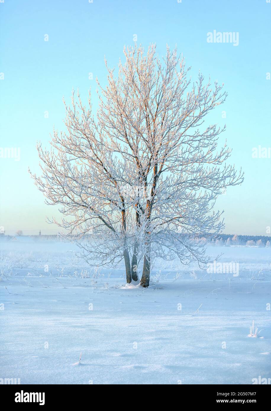 Paisaje invernal con árbol congelado solitario y niebla matutina en el área rural Foto de stock