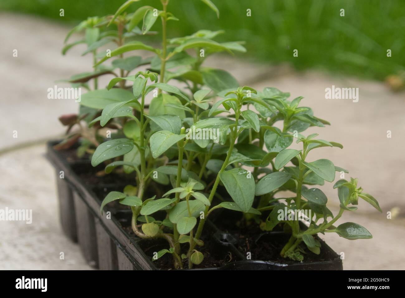 Plantas de tapones de Antirrrhinum en células de plantas de plástico. Foto de stock