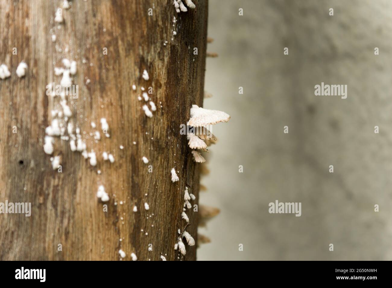 Hongo de madera blanca sobre superficie de madera de alta humedad y alta humedad. Moho blanco Hongo de madera blanca sobre superficie de madera de alta humedad y alta humedad. Moho blanco