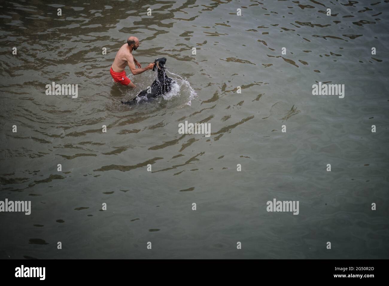 Tenerife, España. 24th de junio de 2021. Un hombre sumerge una cabra en el  agua del puerto de Puerto de La Cruz como parte de un ritual tradicional. La  tradición ha sido