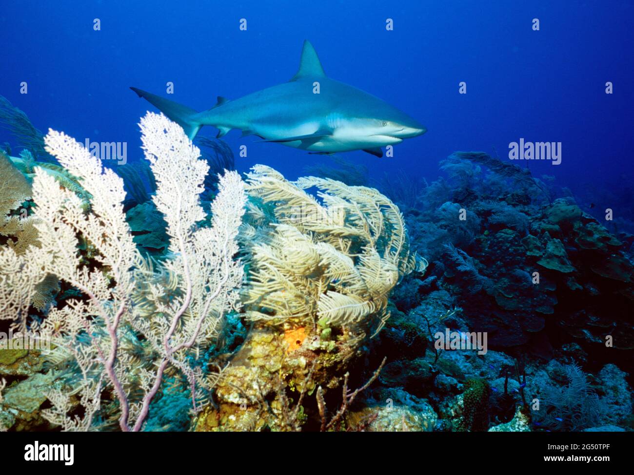 Tiburón arrecife del Caribe, Nassau, Bahamas Foto de stock