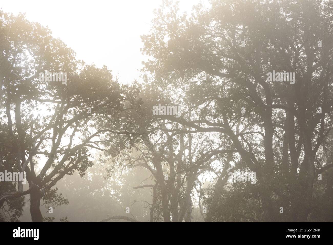 Coll deres fotografías e imágenes de alta resolución - Alamy