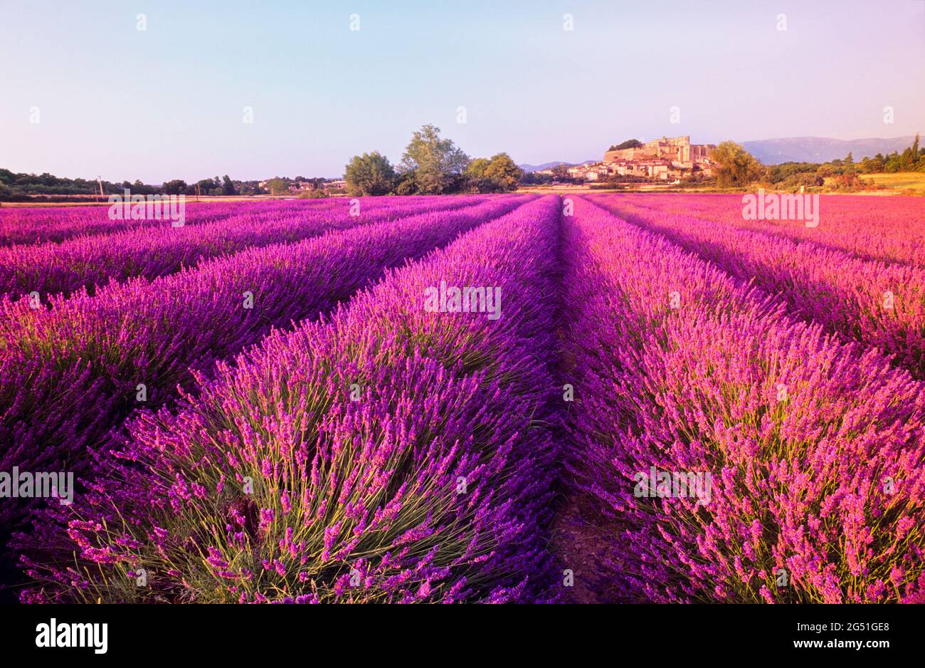 Paisaje con campo de lavanda púrpura, Grignan, Provenza, Francia Foto de stock