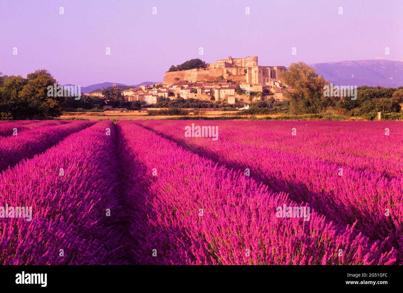 Paisaje con campo de lavanda púrpura, Grignan, Provenza, Francia Foto de stock