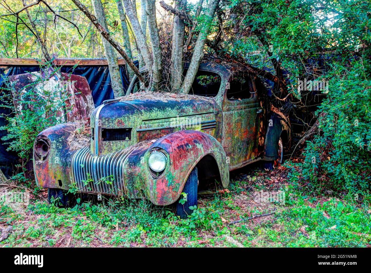 Árbol que crece a través de un viejo coche oxidado abandonado Foto de stock