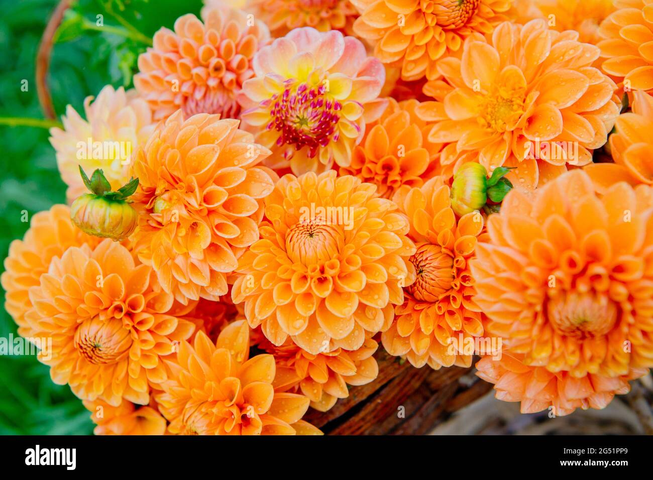 Primer plano de flores Dahlia naranja Foto de stock