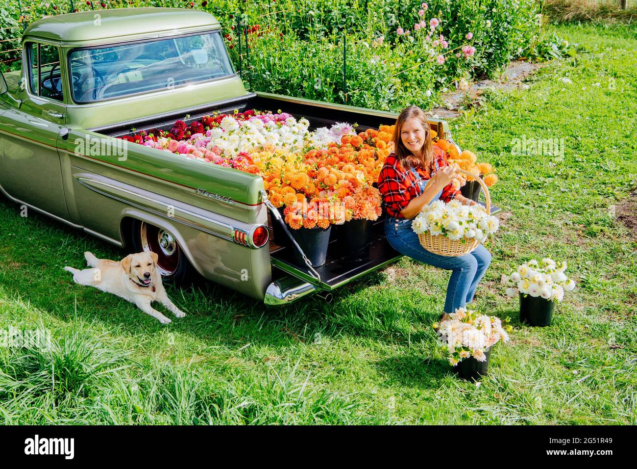 Cama de camión llena de flores Dahlia y mujer con cesta Foto de stock
