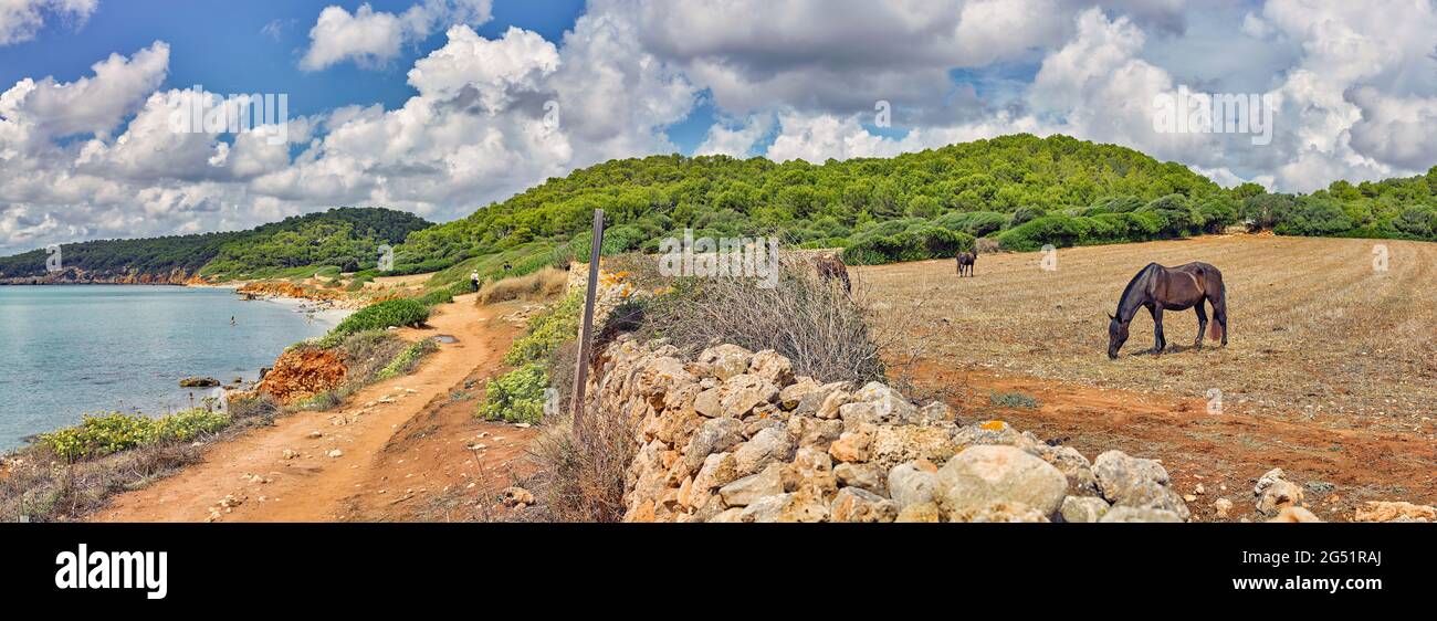 Caballos salvajes que pastan en la costa, Es Migjorn Gran, Menorca, España Foto de stock