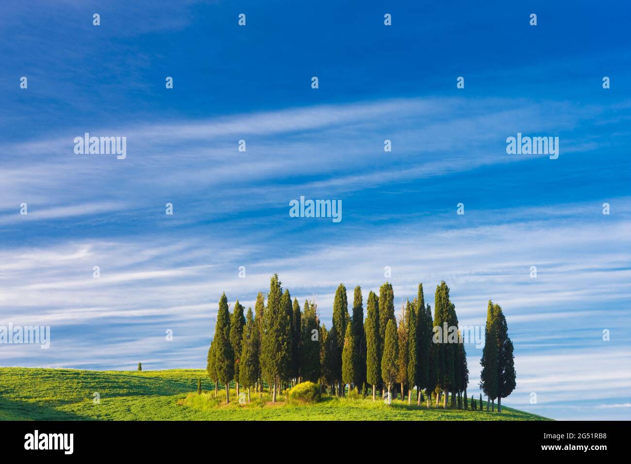 Grupo de cipreses sobre verdes colinas, Val d Orcia, Toscana, Italia Foto de stock
