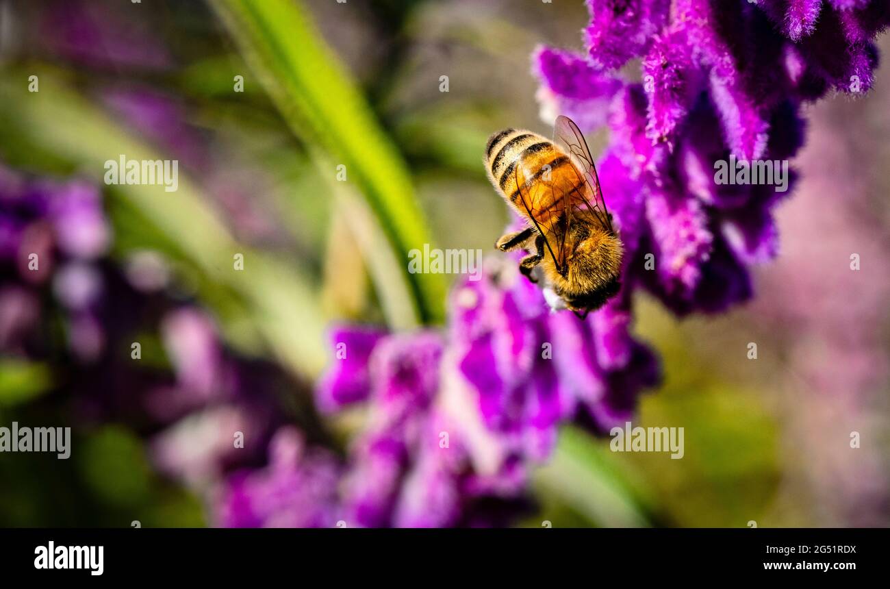 Primer plano de abeja de miel sobre flor rosa Foto de stock