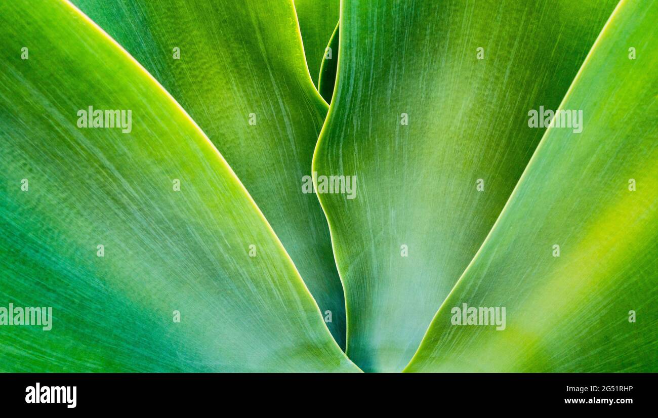 Primer plano de las hojas verdes de la planta de agave Foto de stock