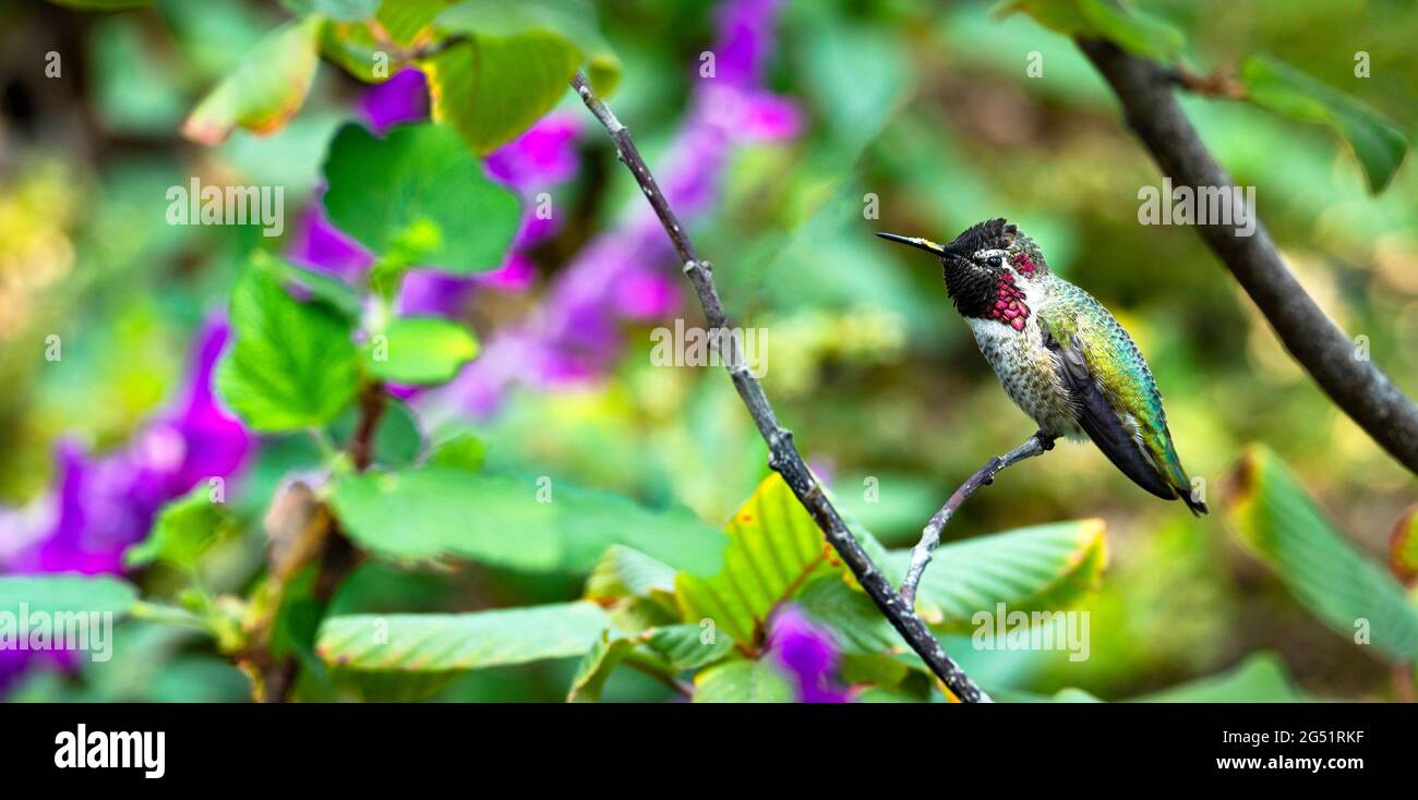 Un solo colibrí perlado en ramita Foto de stock