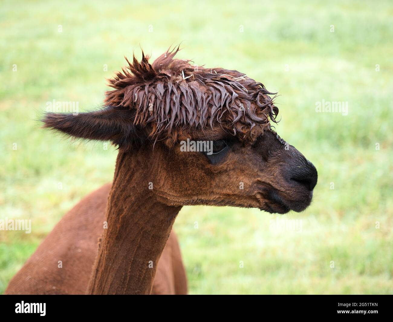 Vista de cerca de la cabeza de un bonito Alpaca marrón Foto de stock