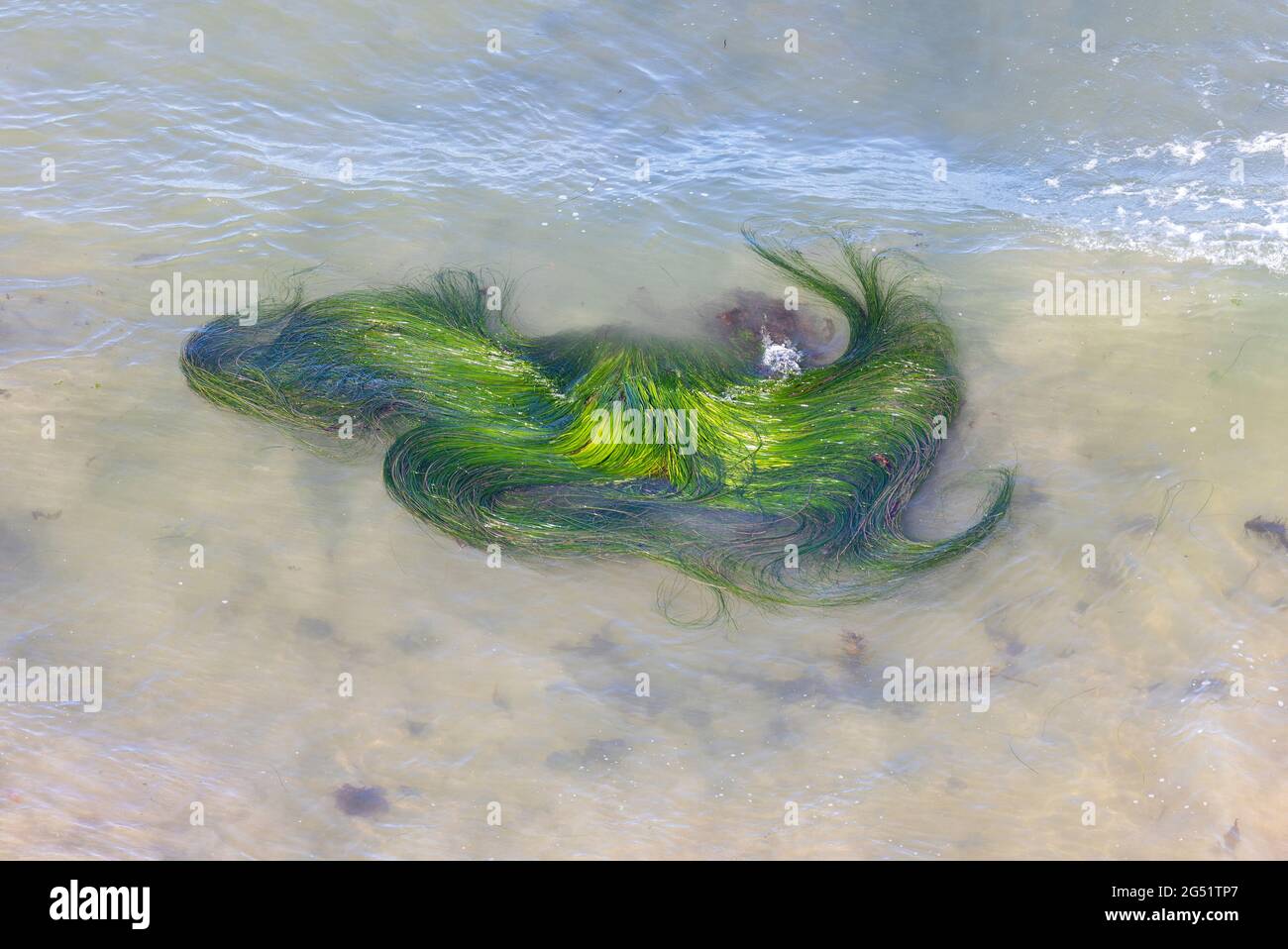 Hierba del Mar Verde Brillante Foto de stock