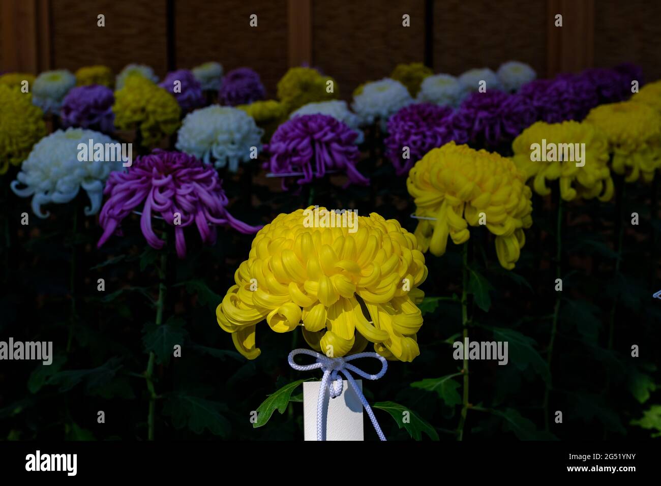 Flor imperial de japón fotografías e imágenes de alta resolución - Alamy Flor imperial de japón fotografías e imágenes de alta resolución - Alamy