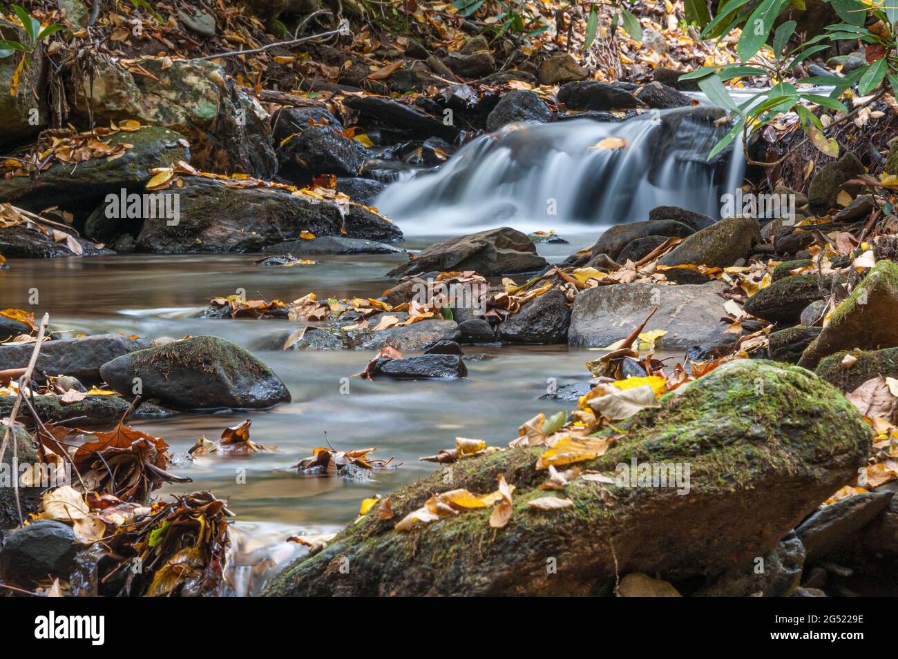 Las hojas otoñales cubren rocas y riachuelos a lo largo de un tranquilo arroyo de montaña cerca de Asheville, Carolina del Norte. (EE. UU.) Foto de stock